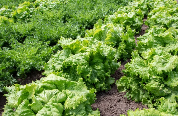 plantas de endibia y escarola